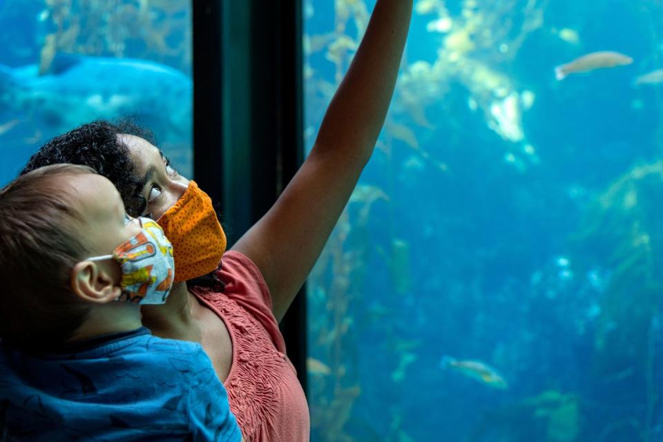 guests wearing face coverings and enjoying the kelp forest exhibit at the monterey bay aquarium monterey is a good housekeeping pick for best family vacation destination