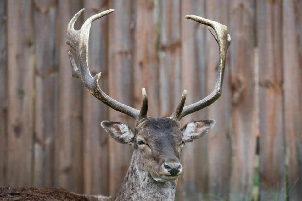 ROMFORD, ENGLAND - APRIL 02: Fallow deer from Dagnam Park rest and graze on the grass outside homes on a housing estate in Harold Hill, near Romford on April 02, 2020 in Romford, England. The semi-urban deer are a regular sight in the area around the park but as the roads have become quieter due to the nationwide lockdown, the deer have staked a claim on new territories in the vicinity. The Coronavirus (COVID-19) pandemic has spread to many countries across the world, claiming over 40,000 lives and infecting hundreds of thousands more. (Photo by Leon Neal/Getty Images)