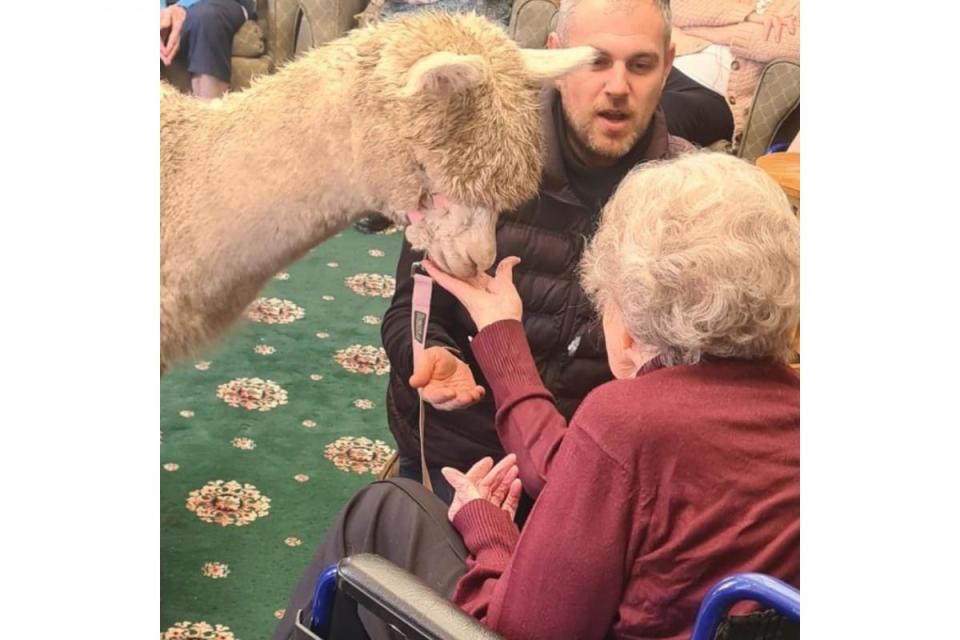 Resident at Glencairn House petting an alpaca <i>(Image: Glencairn House)</i>