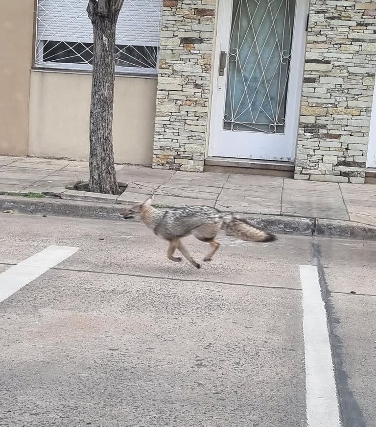 Los vecinos de Mataderos registraron a un zorro corriendo por el barrio porteño