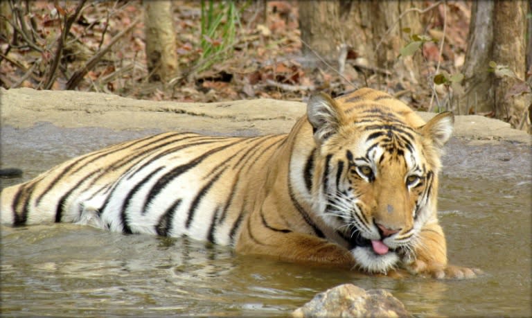 The seven-year-old, 250-kilogram tiger 'Jai' has been a firm favourite with tourists and conservationists alike at the Umred Karhandla Wildlife Sanctuary in the western Indian state of Maharashtra