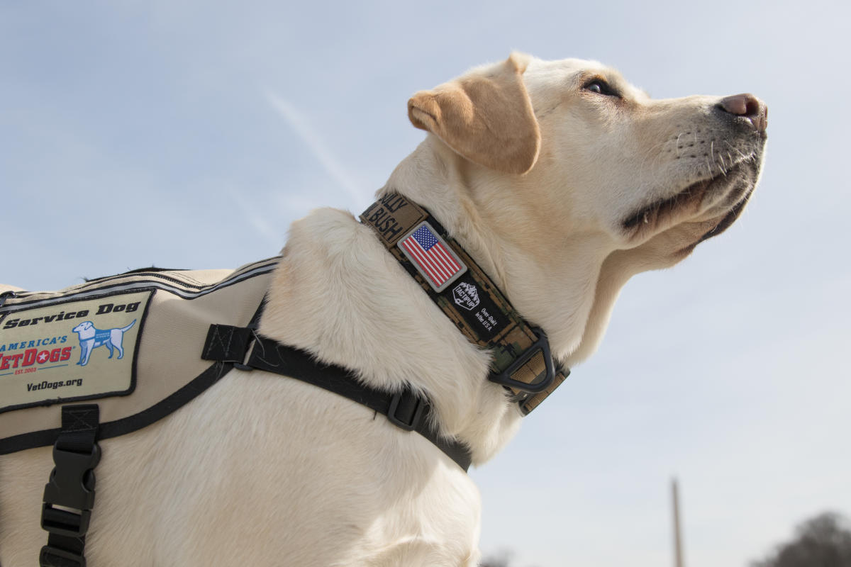 America's VetDogs offer free service dogs to our military and