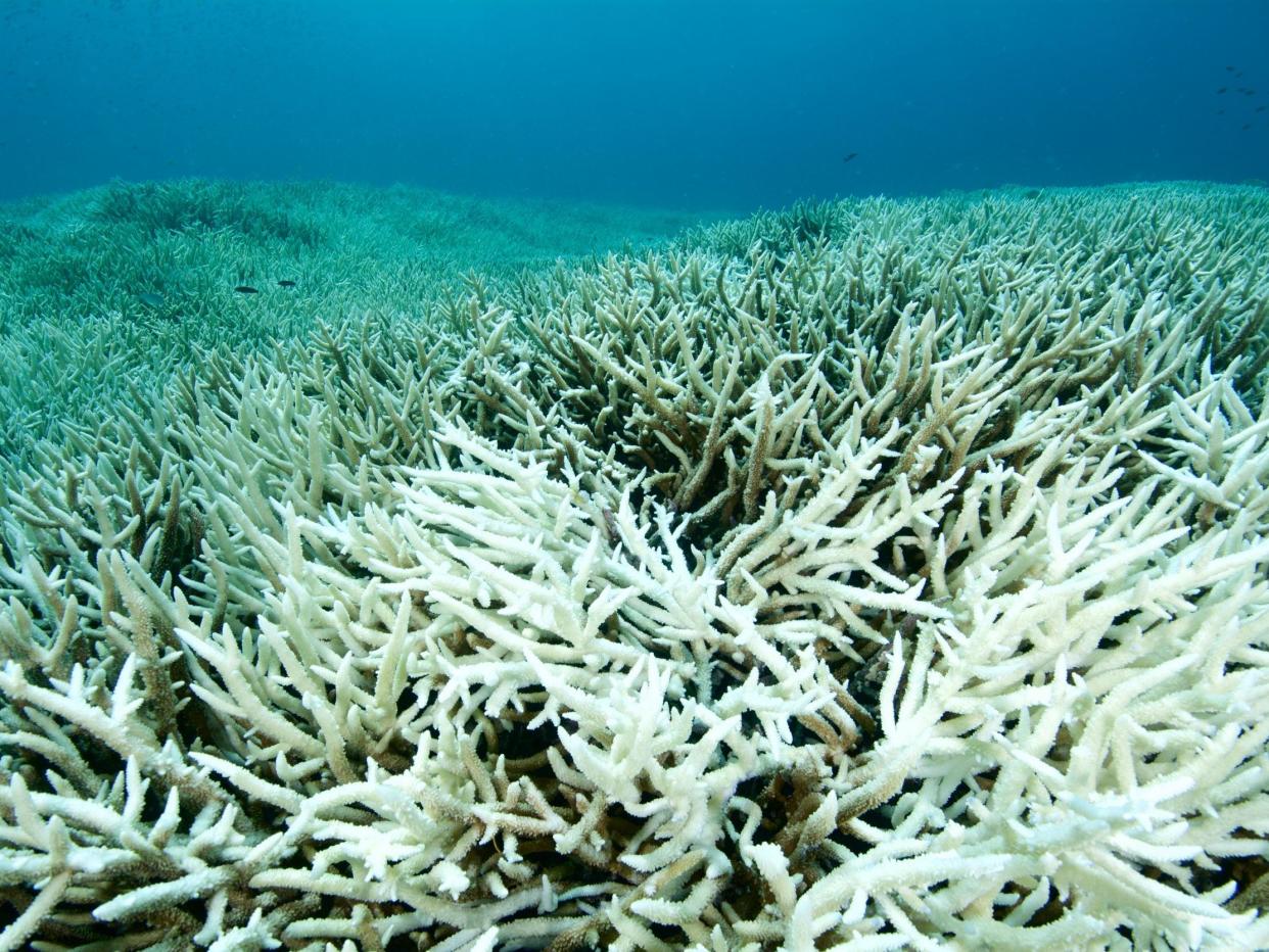 Bleached coral due to warmed sea temperatures: Rainer von Brandis/iStockphoto