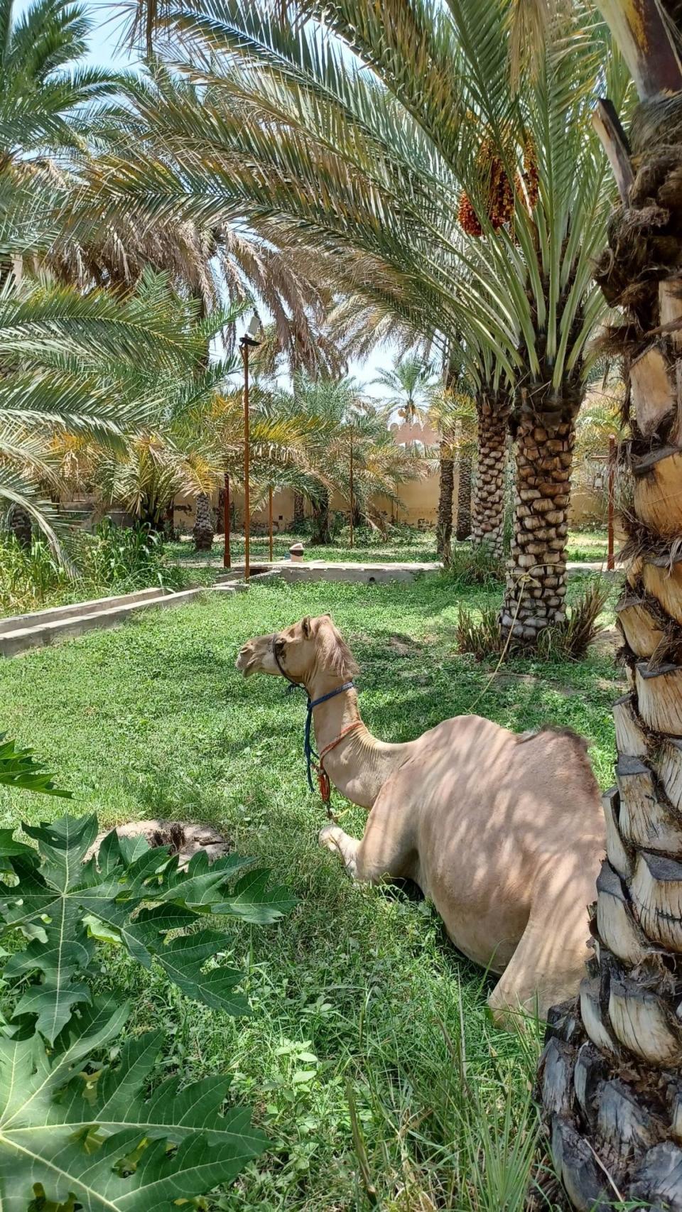 Detalle de un oasis.