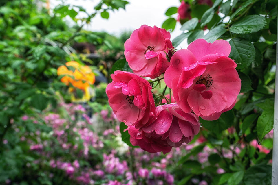 中浪玫瑰花園（Image Source : Getty Creative/iStockphoto）