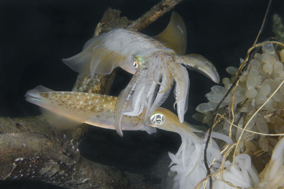 A pair of bigfin reef squids