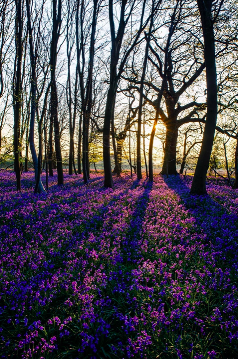 Mark Draper captured the sun shining through the trees in 'Best Way to Start the Day'.