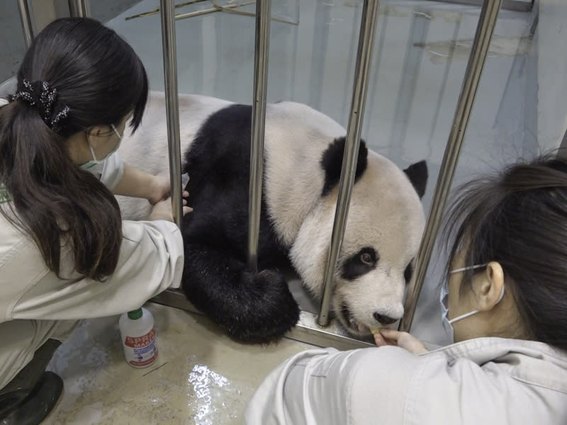 台北市立動物園大貓熊「團團」疑似罹患惡性腦瘤，目前以舒緩治療為主。（動物園提供）