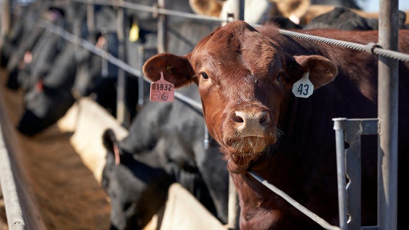 Cattle on a feedlot in Nebraska.