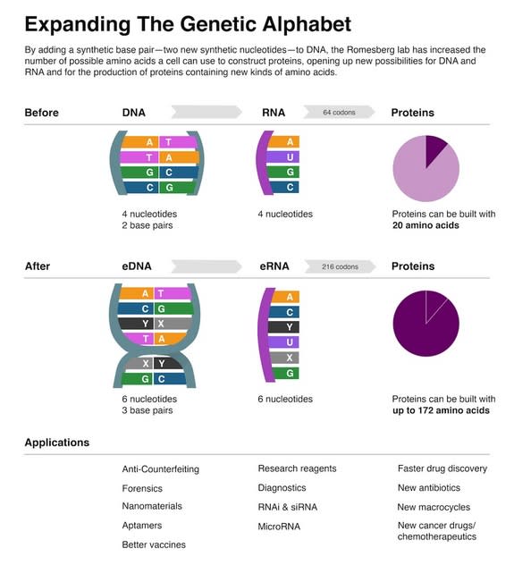 Researchers expanded the genetic alphabet from four letters, or bases, to six, vastly increasing the number of proteins that can be made.