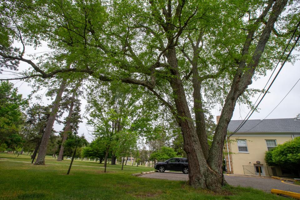Georgian Court University has a number of trees considered Heritage Champions on New Jersey’s big tree registry, including this River Birch, in Lakewood, NJ Monday, May 13, 2024.