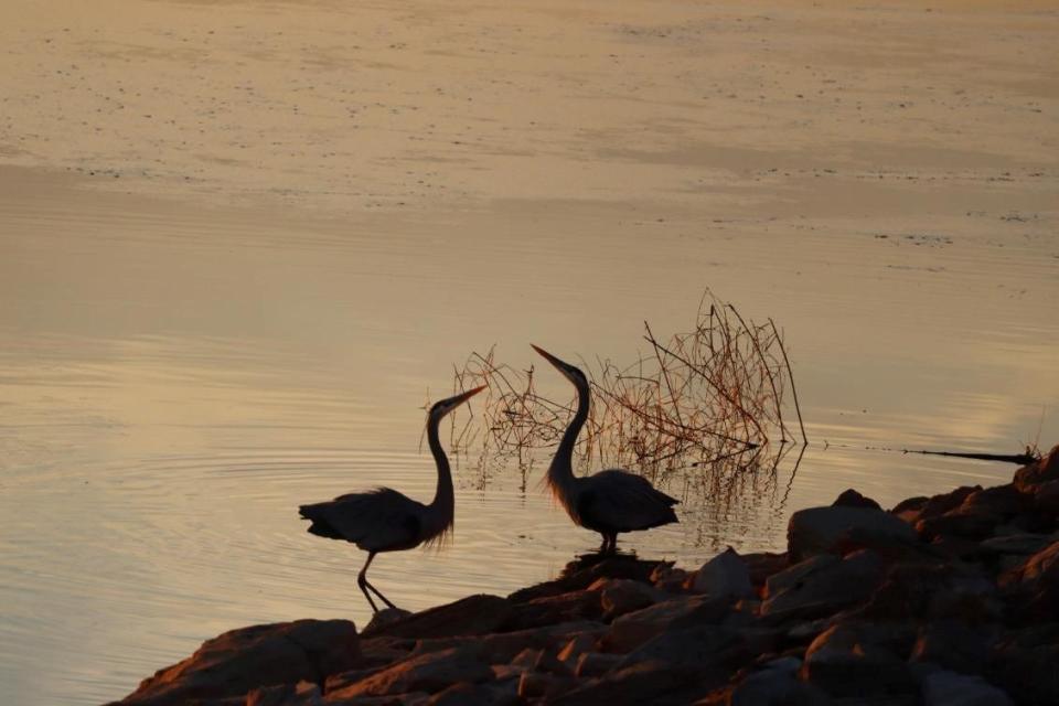 Water birds still have some luck fishing at Lake Wichita, but shallow waters have curtailed the bass, crappie and catfish that once thrived in the lake.