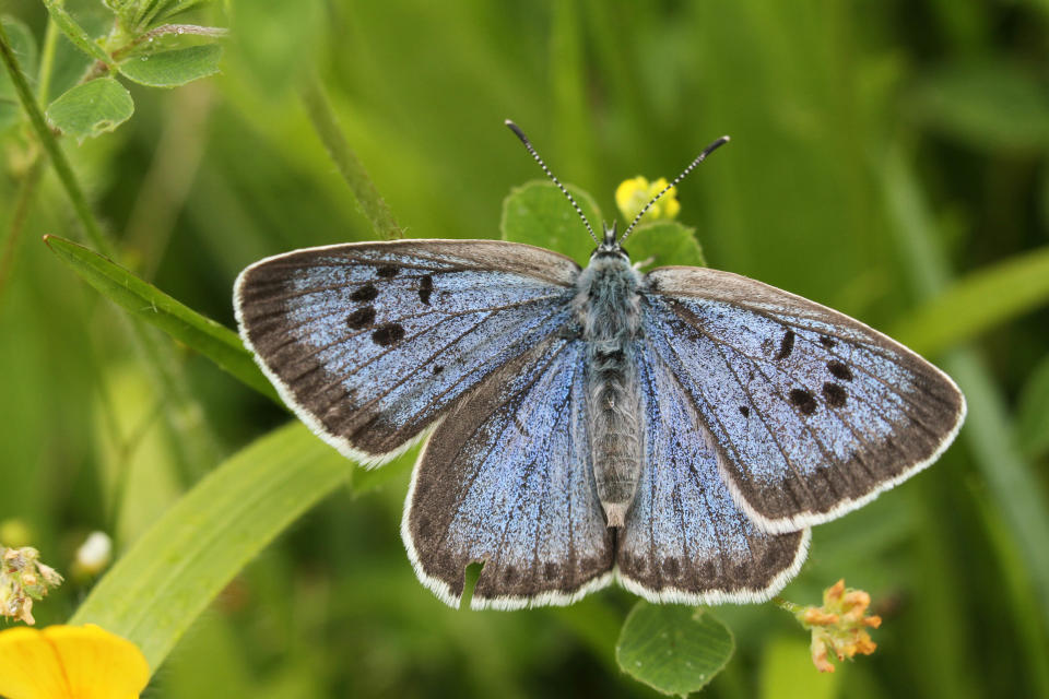 The large blue butterfly at Green Down Somerset Wildlife Trust Reserve (BBC/Silverback Films/David Woodfall/naturepl.com/PA)