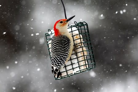 FILE PHOTO: A Red-bellied Woodpecker perches on a suet feeder during a winter storm in the village of Nyack