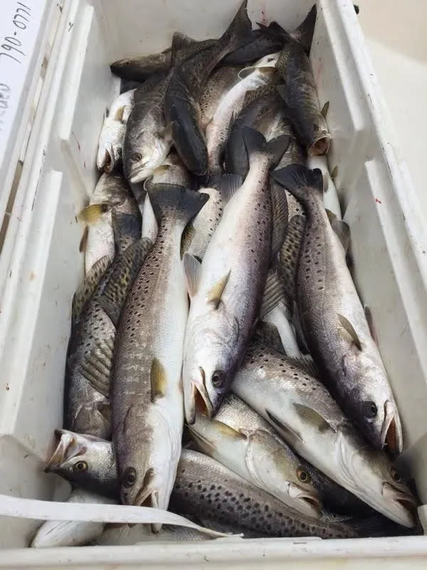 Speckled trout caught in Terrebonne Parish.