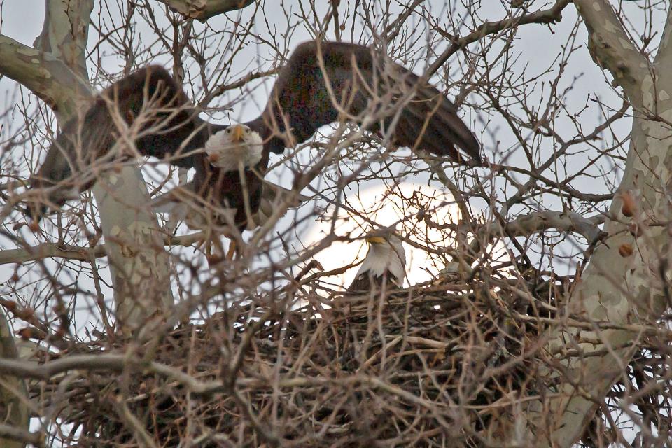 A male eagle leaves the nest as the femalel guards the nest near sunset along the Sandusky River in Fremont on a January evening.