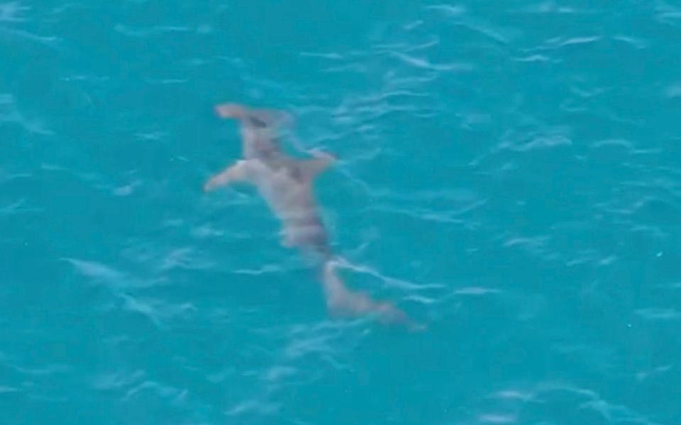 Police said that a drone sighting confirmed that it was a hammerhead shark