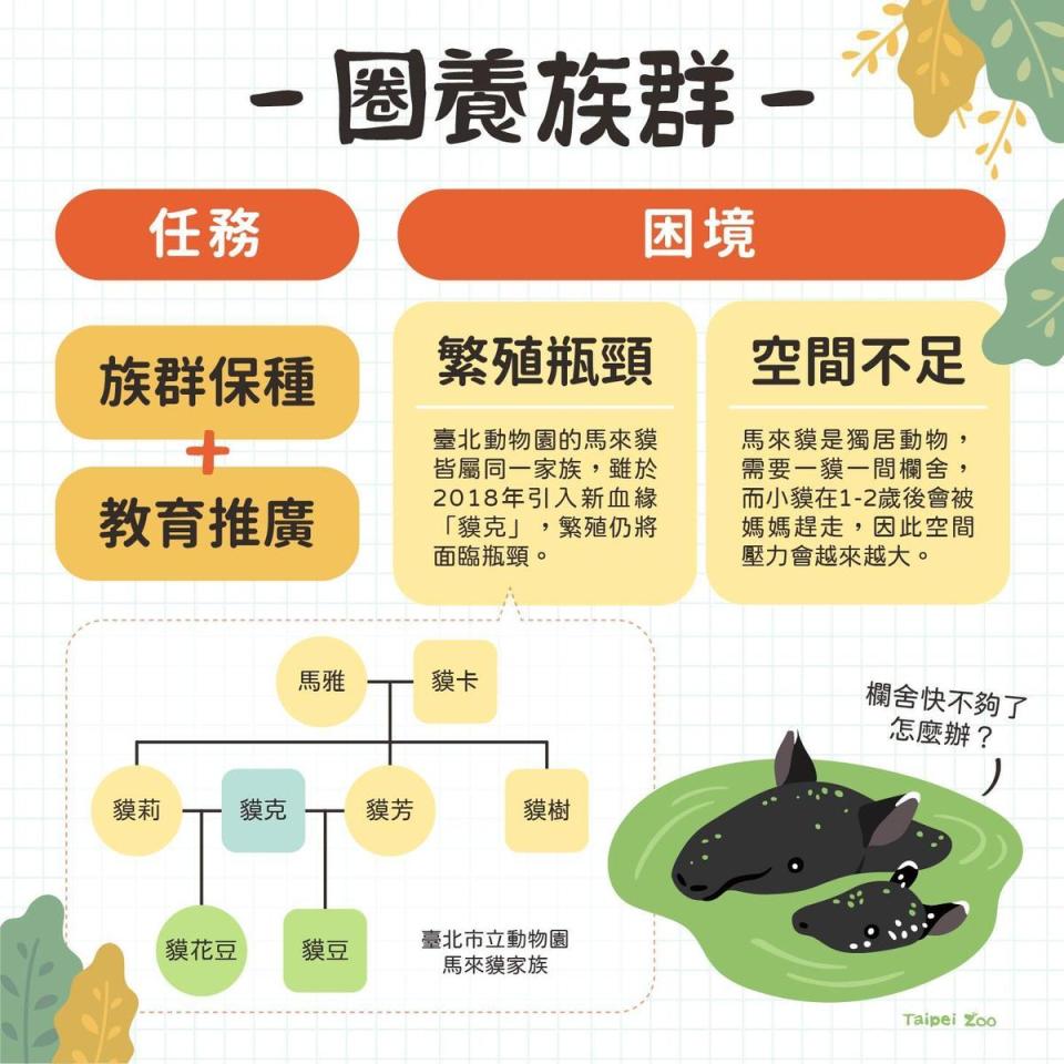 馬來貘寶寶命名由「貘花豆」勝出，園方貼出多張圖文推廣馬來貘的小知識。（翻攝Taipei Zoo 臺北市立動物園臉書）