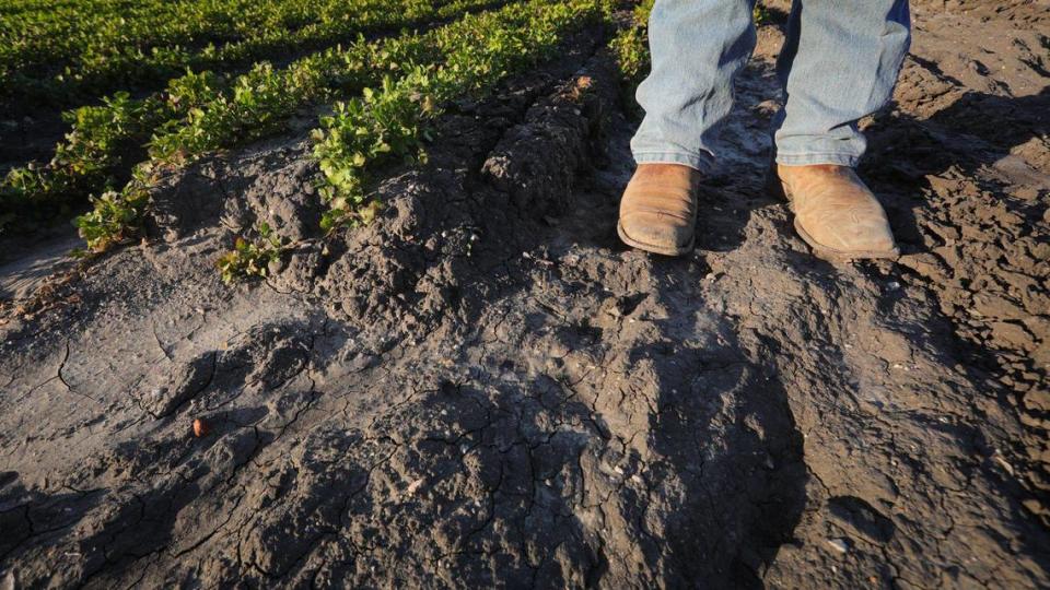 Grant Talley, production manager with Talley Farms, stands in a cilantro field eroded by floodwaters from the January 2023 storms.