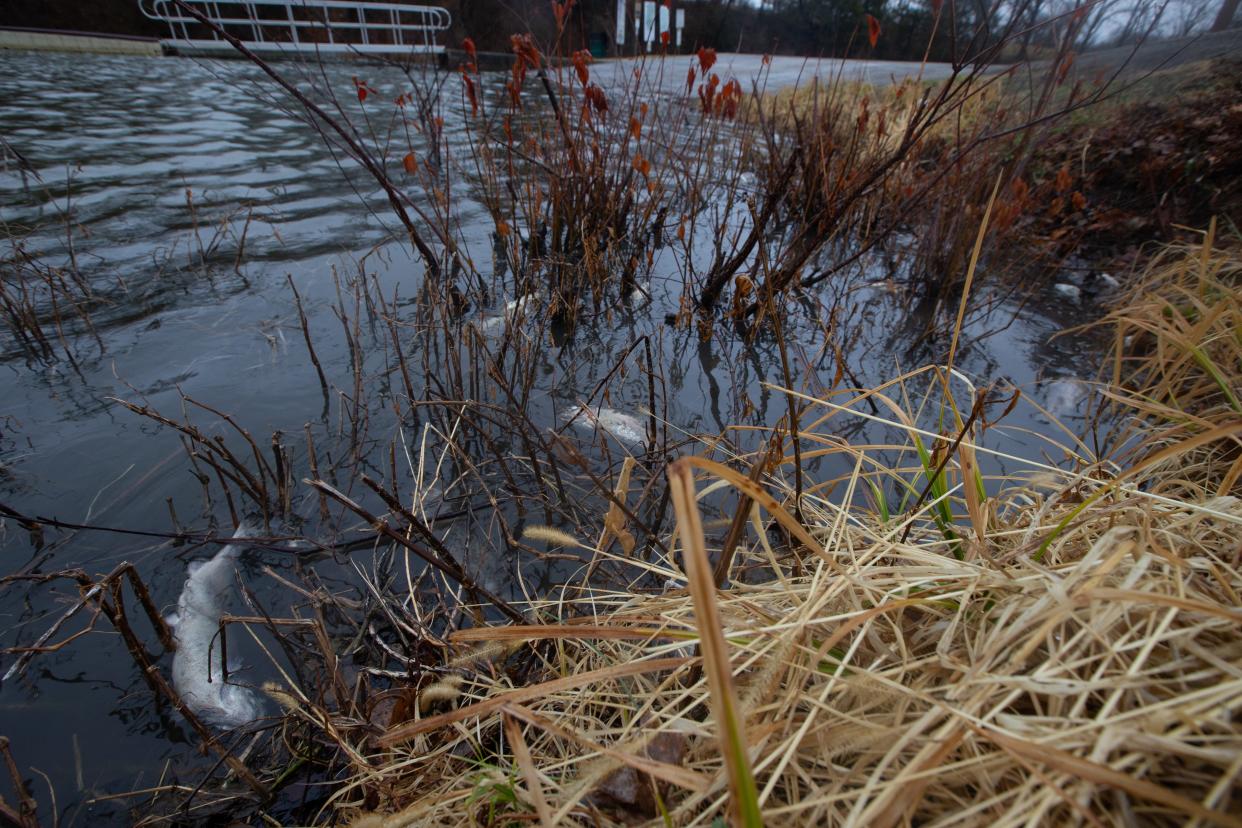 Dozens of dead trout could be seen washed up on shore or floating in shallow water Friday morning near Lake Shawnee's south boat dock. The already-stressed fish died after being dumped into the lake as part of a Feb. 23 stocking. The frigid condition was more than they could take, said an official for Shawnee County Parks and Recreation.