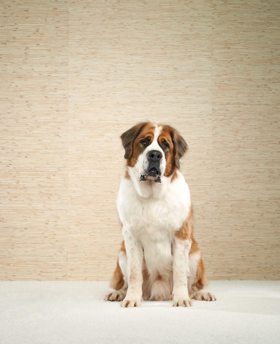 best large breed dogs saint bernard