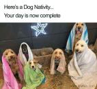 <p>Why was our school Nativity play never this cute?</p>