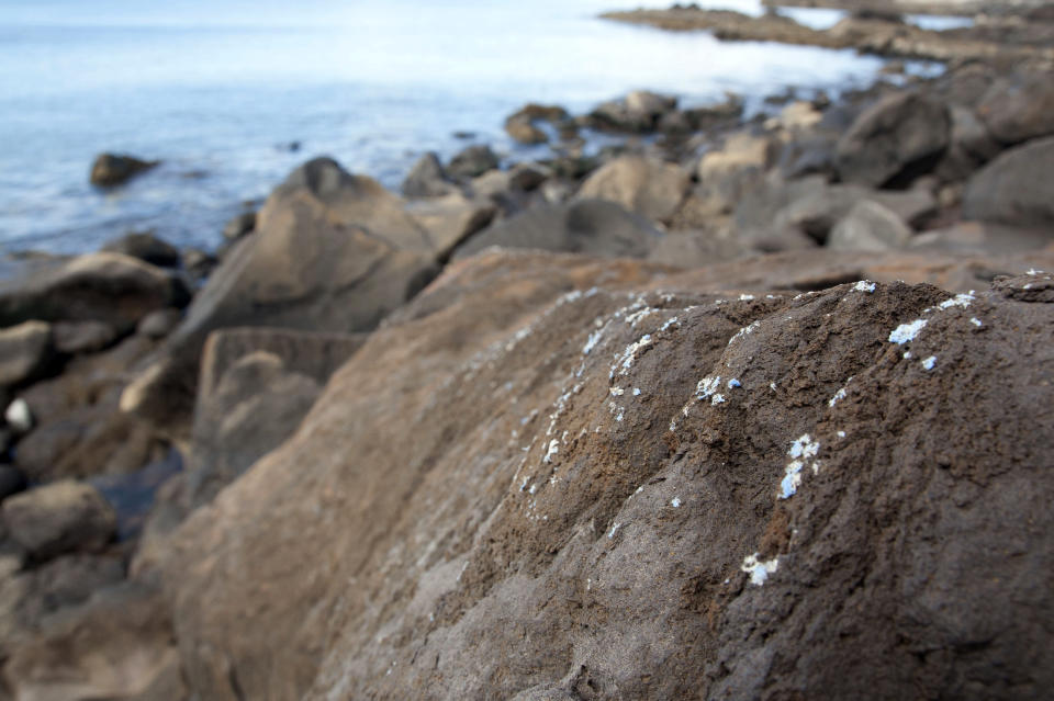 In this photo provided by MARE and taken on Friday, June 21, 2019, 'plasticrusts' are see on the surface of rocks in Madeira island. Researchers say they may have identified a new kind of plastic pollution in the sea, and they're calling it "plasticrust." Scientists working on Madeira, a volcanic Portuguese island off northwest Africa, have found small patches of what look like melted plastic encrusted on rocks along the shoreline. (Ignacio Gestoso Garcia/MARE via AP)