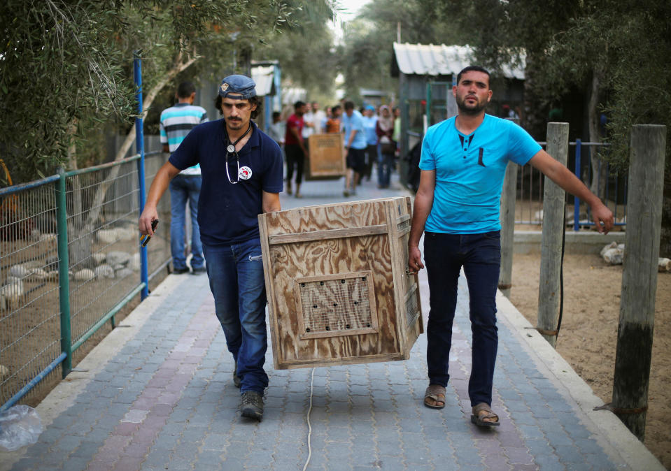 <p>Crates containing animals are carried to be taken out of Gaza by Four Paws International, at a zoo in Khan Younis in the southern Gaza Strip on Aug. 23, 2016. (REUTERS/Ibraheem Abu Mustafa) </p>