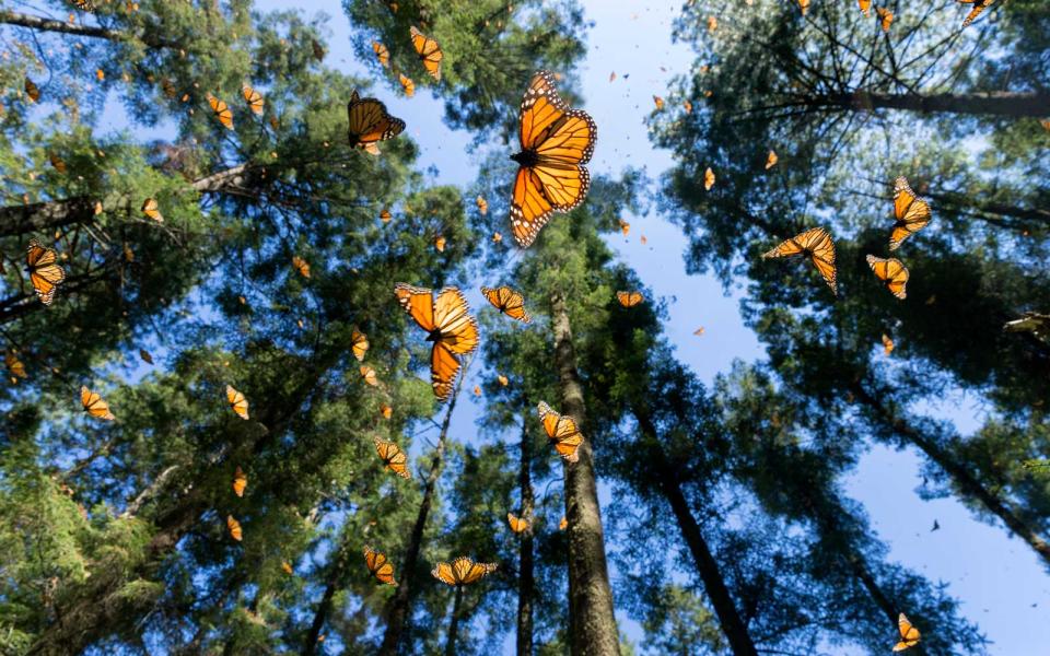 See the Monarch Butterfly Migration in Mexico