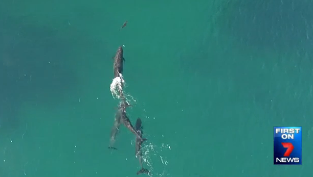 Bruno Kataoka captured rare footage of dolphins chasing and hunting a shark.