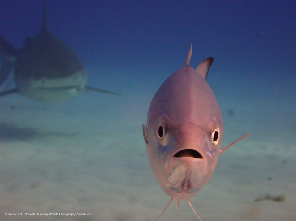 Oh dear. Don't look, just keep swimming! (Anthony N Petrovich/Comedy Wildlife Photo Awards 2019)