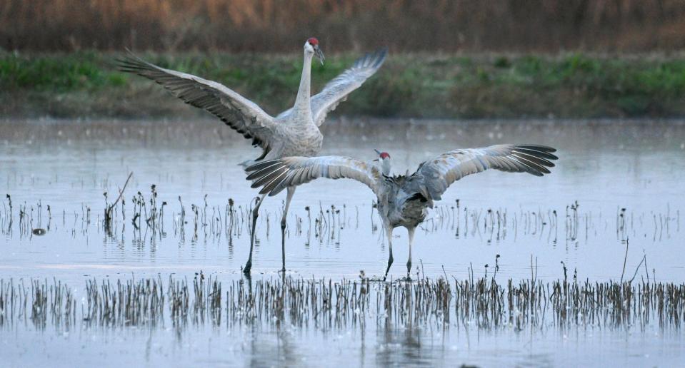 Dave Skinner of Stockton used a Nikon D7500 DSLR camera to photograph sandhill cranes at the Cosumnes River Preserve near Thornton.