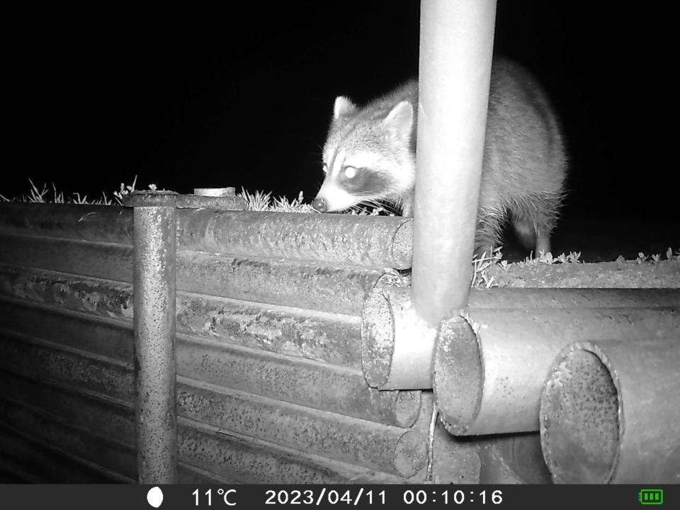 A raccoon is seen in the night on a wildlife camera set up near Iowa Park.