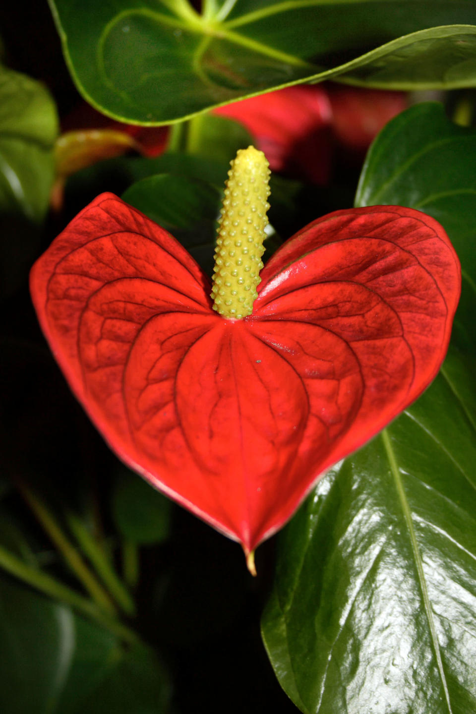 A heart-shaped Red Anthurium. These extraordinary images, taken by photographers across the globe, show Mother Nature is also celebrating the big day with iconic heart shapes appearing all over the natural world. (PIC FROM ERIC DODDS/FOTOLIBTA/CATERS NEWS)