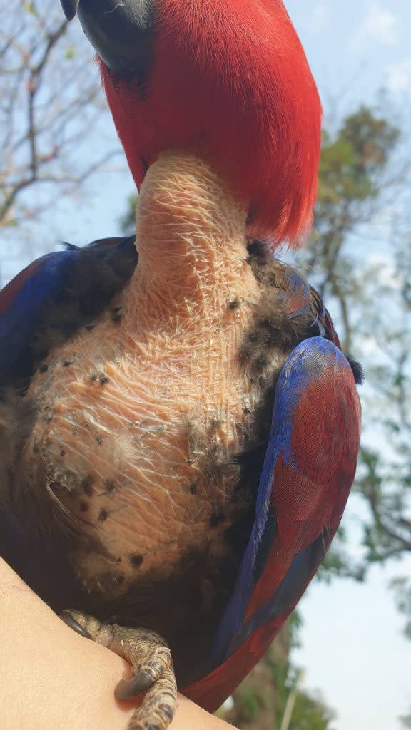 台灣鳥類救援協會理事長王俐婷揭發新竹動物園鸚鵡自殘。 （台灣鳥類救援協會提供）