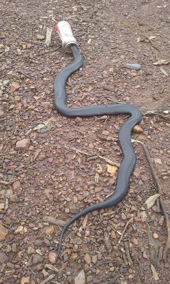 Red-bellied black snake with its head stuck in beer can found by Heyfield  man - ABC News