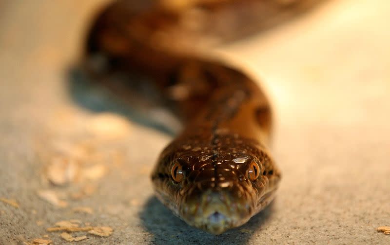 Una pitón reticulada en un criadero de serpientes antes de la Fiesta de la Primavera en Tainan, al sur de Taiwán