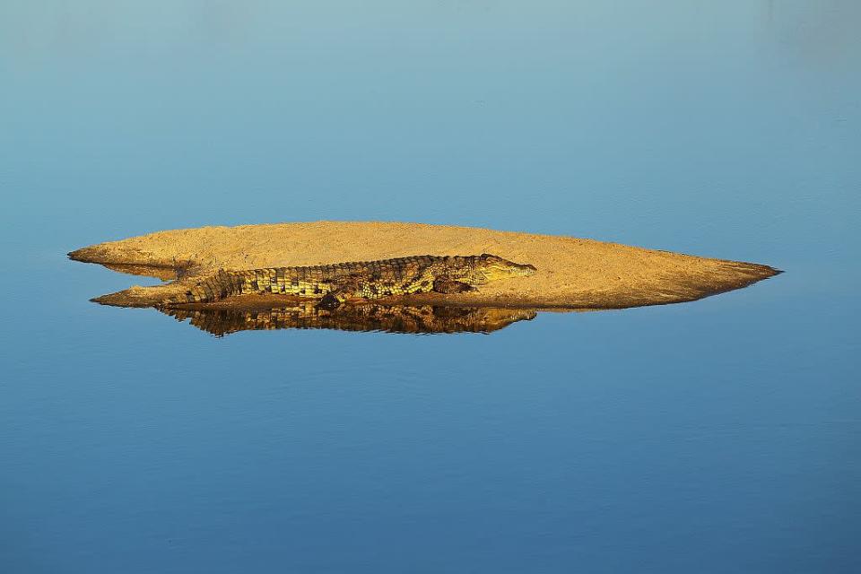 A crocodile relaxes on an island in the middle of a lake in the Edeni Game Reserve, South Africa. Edeni is a 21,000 acre wilderness area with an abundance of game and birdlife located near Kruger National Park in South Africa.