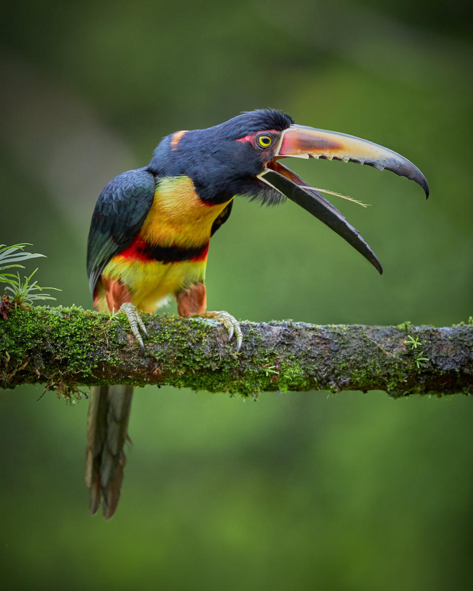 Gary Spicer, from Shaftesbury, Dorset, took this picture of an aracari, a type of toucan, in Costa Rica.