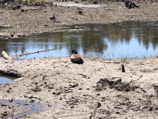 A Canada goose could be seen on the protected land on Saturday.