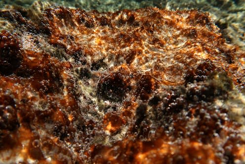 <span class="caption">Microbes and algae on the seabed produce huge amounts of oxygen that often form bubbles.</span> <span class="attribution"><span class="source">Marco Fusi</span>, <a class="link " href="http://creativecommons.org/licenses/by-nd/4.0/" rel="nofollow noopener" target="_blank" data-ylk="slk:CC BY-ND;elm:context_link;itc:0;sec:content-canvas">CC BY-ND</a></span>