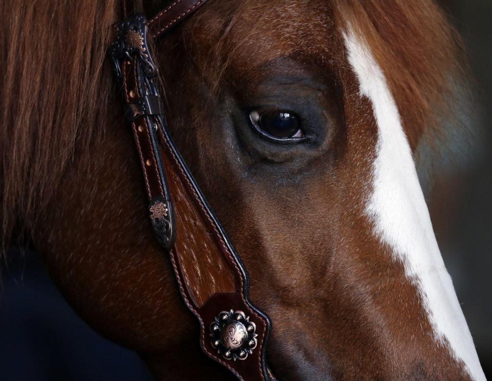 The Morgan Gold Cup Regional Horse Show will be held through Saturday at the Ohio Expo Center.