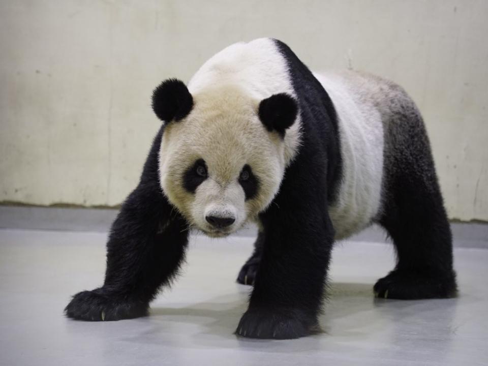 「團團」檢查完成返回大貓熊館休息。（台北市立動物園提供）