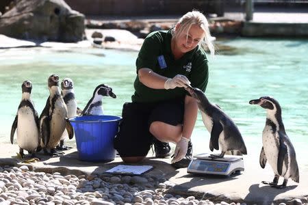 A zoo keeper weighs Humboldt penguins during the annual weight-in at London Zoo in London, Britain August 24, 2016. REUTERS/Neil Hall