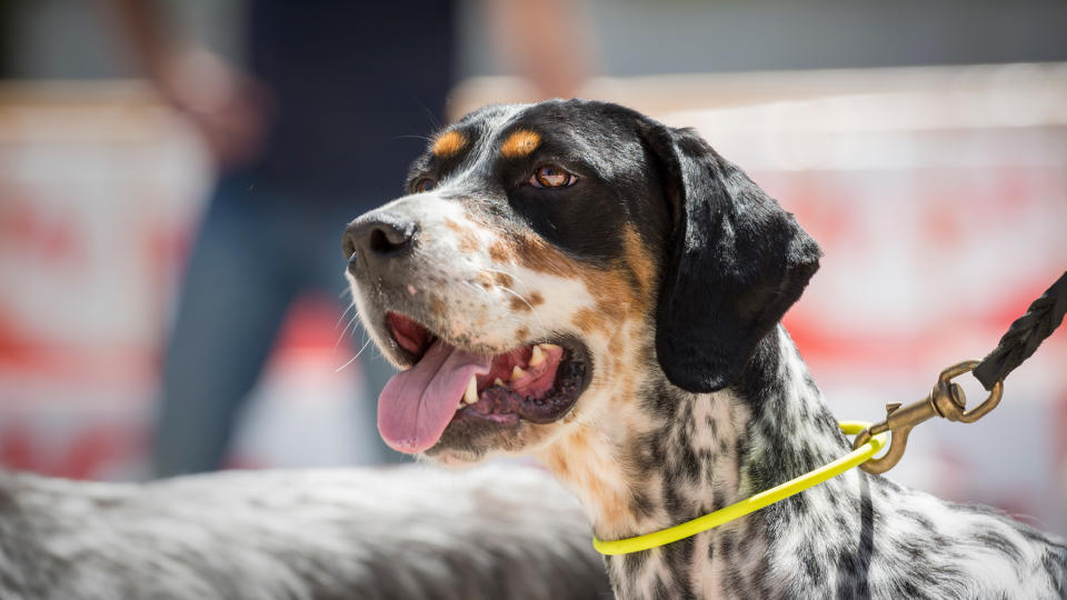 Dog on lead with tongue out