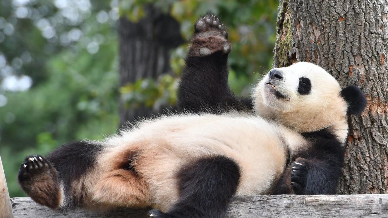 Die Panda-Dame Meng Meng gilt als kleine Diva. Foto: Paul Zinken