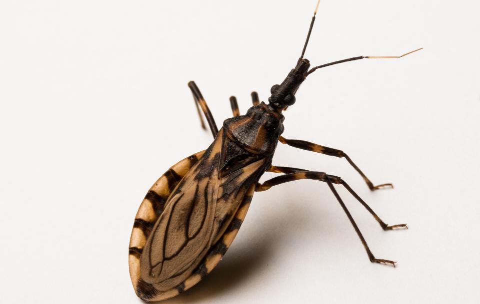 A kissing bug.&nbsp; (Photo: Paul Ojuara via Getty Images)