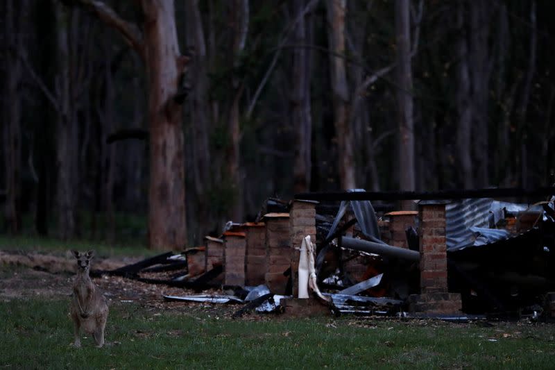 The Wider Image: At home with couple who saved baby kangaroos from the fires