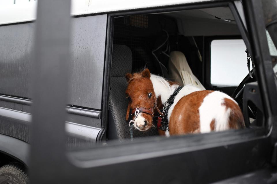 The small Shetland Pony Pumuckel stands in the car of owner Carola Weidemann before visiting a nursing home in Breckerfeld, western Germany on October 21, 2022.