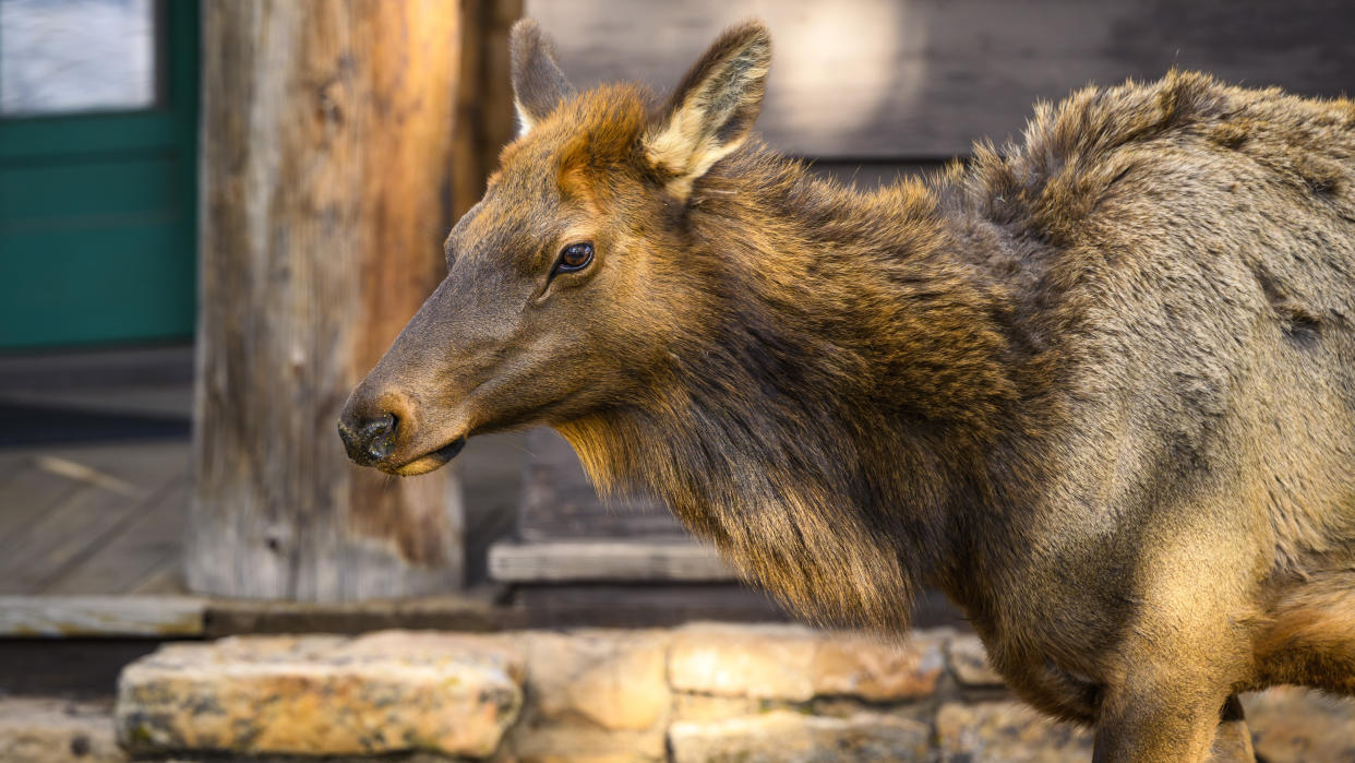  Cow elk at Grand Canyon National Park. 